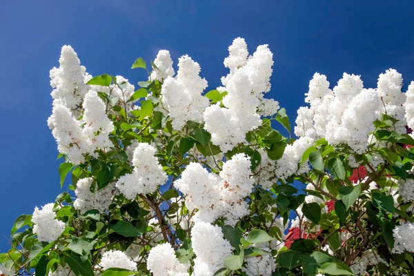 White lilac in front of blue sky — Stock Photo, Image