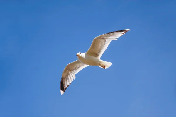 Seagull in flight in front of blue sky — Stock Photo, Image