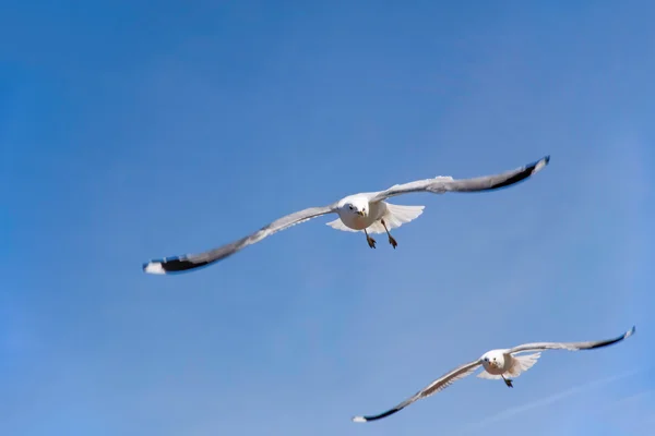 Two seagulls in flight in front of blue sky — Stock Photo, Image