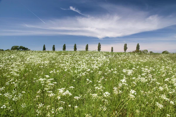 Prado com flores brancas na frente de uma fileira de árvores — Fotografia de Stock