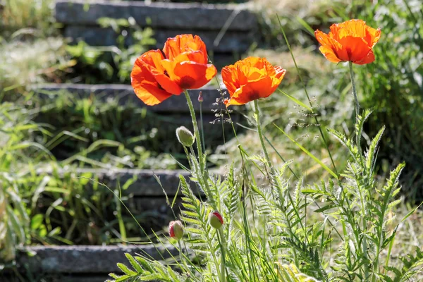 Red poppies on a staircase — Stockfoto