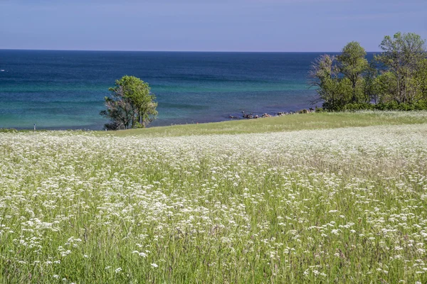 Kwiat łąka nad morzem na bornholm — Zdjęcie stockowe