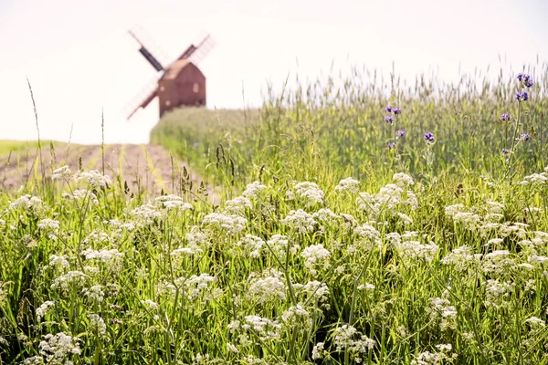Зеленые поля и мельница — стоковое фото