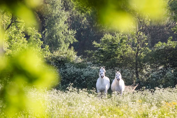 Chevaux blancs dans la prairie de fleurs — Photo