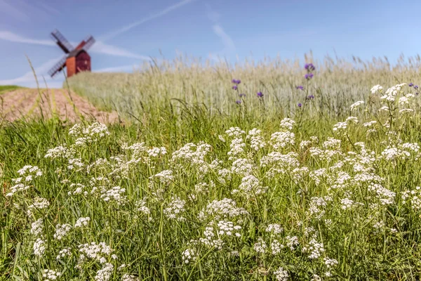 Moinho de vento Traebene com campos verdes — Fotografia de Stock