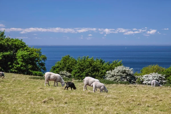 Üzerinde bornholm deniz kenarında koyun sürüsü — Stok fotoğraf