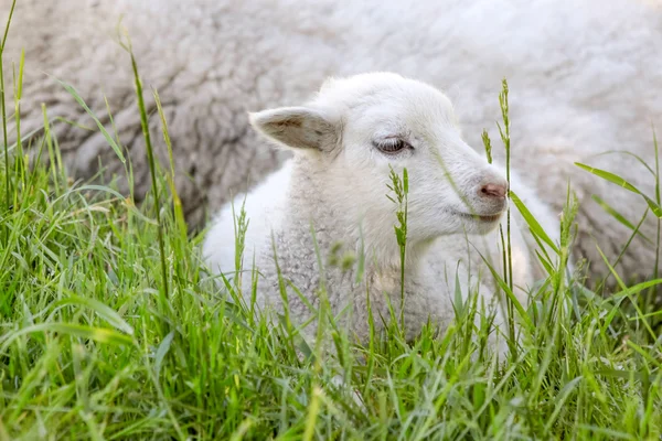 Little lamb in the green grass
