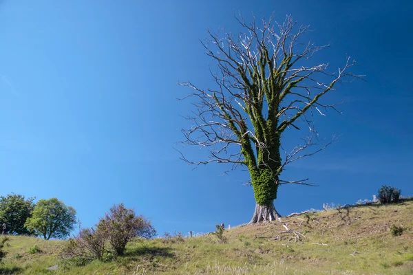 Viejo árbol muerto en un prado — Foto de Stock