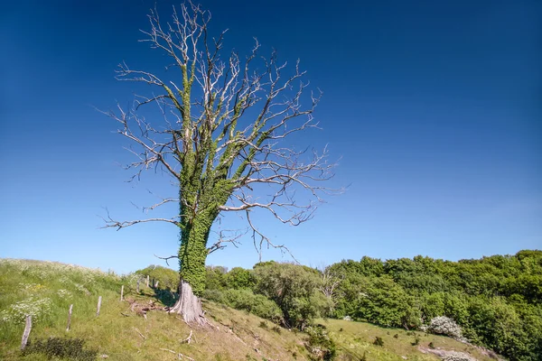 Oude dode boom in een weiland — Stockfoto