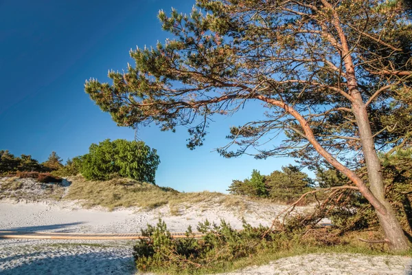 Borovice na písečné pláži na bornholm — Stock fotografie
