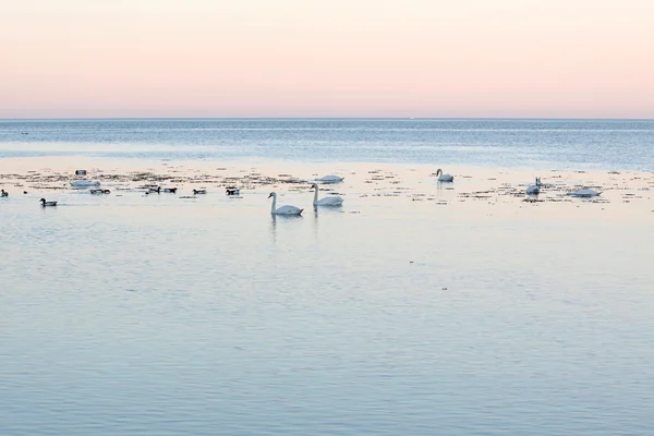 White swans by the sea in the evening light — Stock Photo, Image