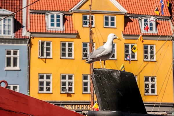 Seagull on historic ship in front of colorful house — Stock Photo, Image