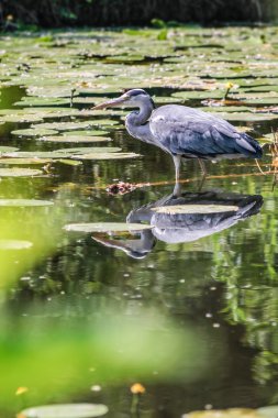 Gri Heron (Ardea cinerea)