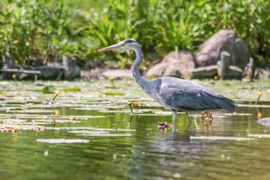 Gri Heron (Ardea cinerea)