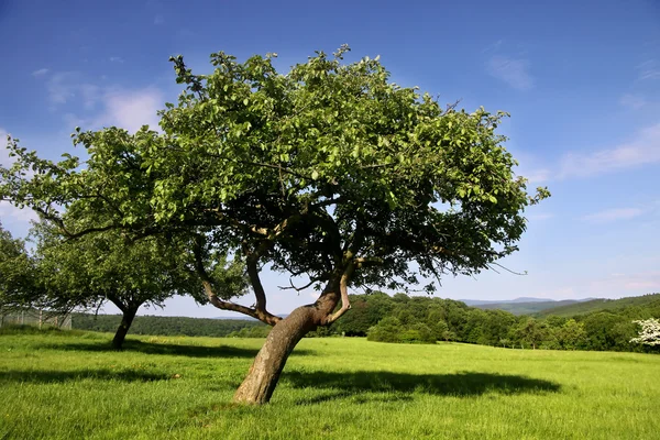 Orchard in summer time — Stock Photo, Image