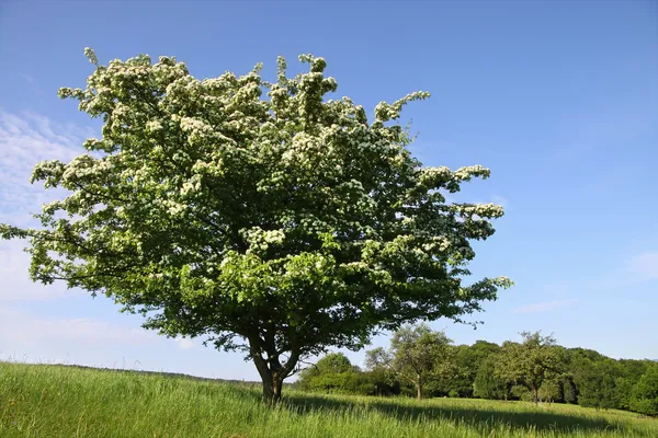 Árbol de saúco en verano — Foto de Stock