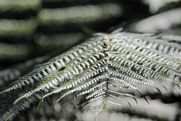 Close-up of a fern frond — Stock Photo, Image