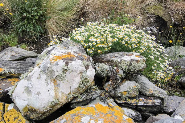 Flores de primavera na parede de pedra velha — Fotografia de Stock