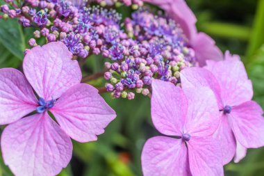 yağmur altında mor ortanca çiçekleri