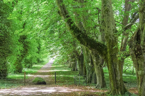 Grön aveny med gamla träd — Stockfoto