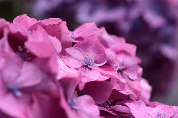 Hortensia púrpura florece bajo la lluvia — Foto de Stock