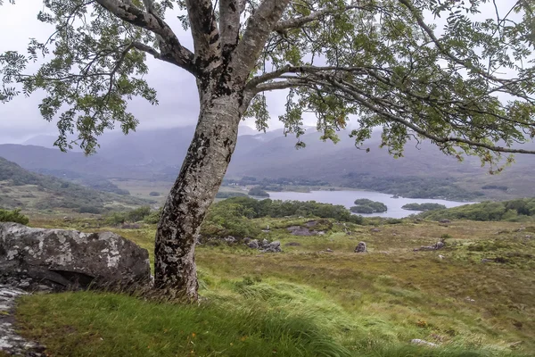 Tree and landscape at Ladies View — Stock Photo, Image