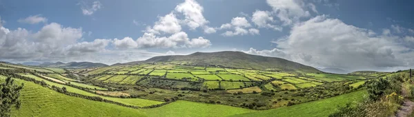 Green meadows panorama near Dingle — Stock Photo, Image