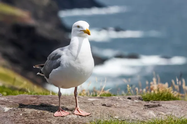 Måsen på kusten — Stockfoto