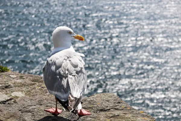 Gabbiano sulla costa — Foto Stock