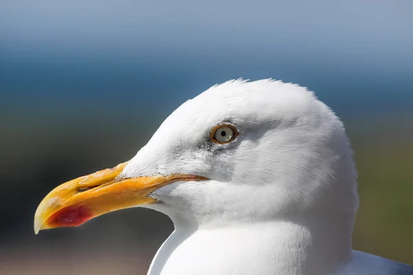 Seagull on the coast — Stock Photo, Image