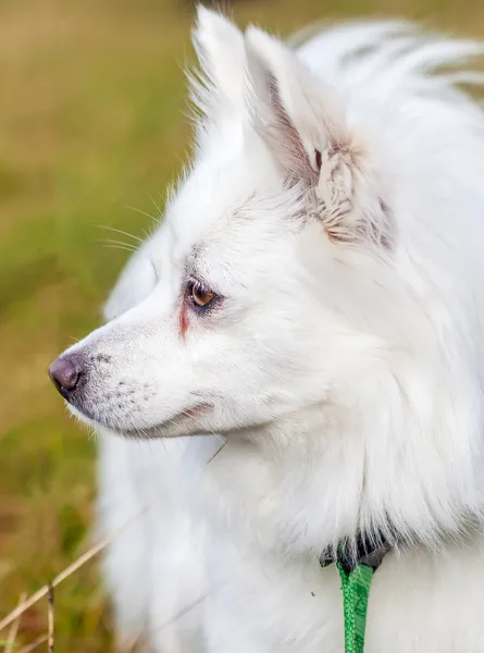 Spitz köpeğin portresi — Stok fotoğraf