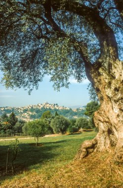 cagnes-sur-mer içinde eski zeytin ağacı