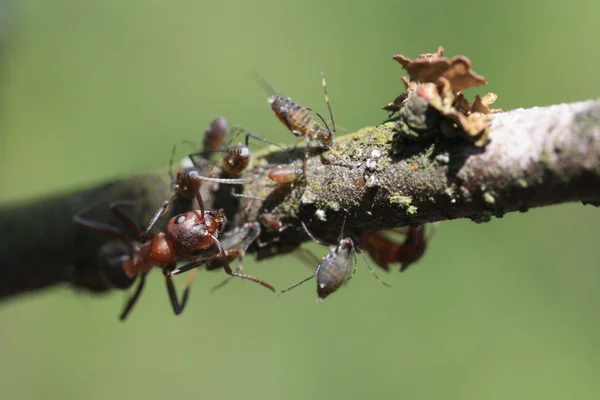 Hormiga en el árbol —  Fotos de Stock