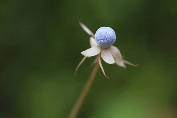 karaçalı bush çilek ile
