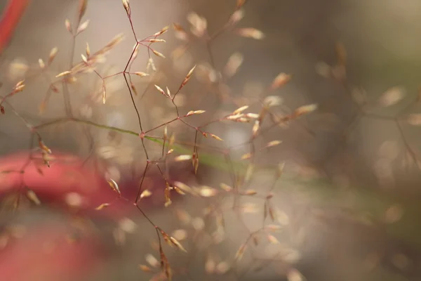kuru bitki, sonbahar çayır