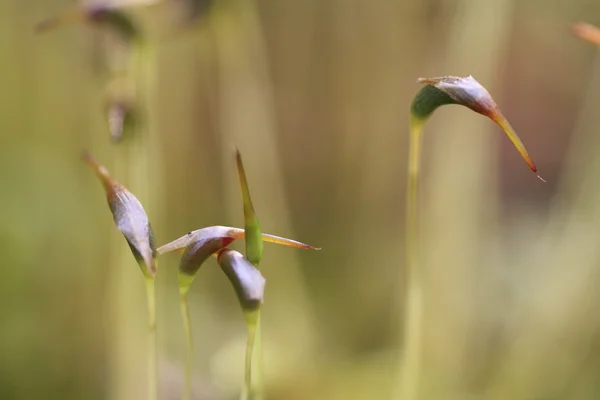 Kuru bitki, sonbahar çayır — Stok fotoğraf