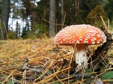 Belarus. mantar. çörek