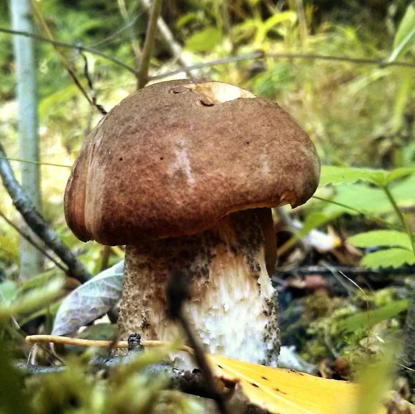 Bielorrússia. Cogumelos. Boleto — Fotografia de Stock