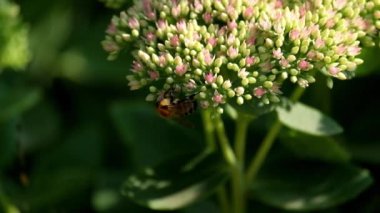 Çiçekteki küçük yaban arısı nektar toplar.