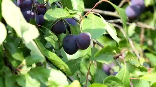 Czarne Śliwki Gałęziach Drzew Falują Wietrze Słoneczny Letni Dzień — Wideo stockowe