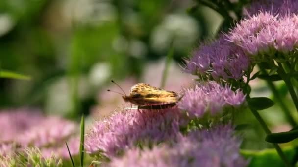 Una Mariposa Brillante Una Flor Día Soleado Recogiendo Néctar — Vídeos de Stock