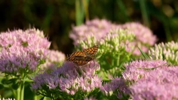 Una Mariposa Brillante Una Flor Día Soleado Recogiendo Néctar — Vídeo de stock