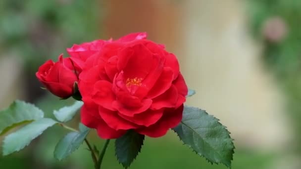 Červená Růže Zblízka Pohled Přírodě Letní Den — Stock video