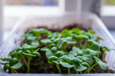 Filizlendikten sonra bazilika filizleri