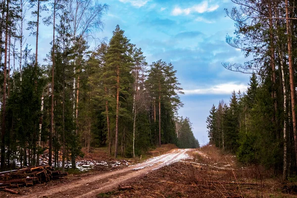 Orman kış yolu kozalaklı ormandan geçiyor. Çam ağaçları, çam ağaçları..