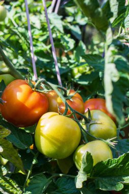 Kırmızı ve yeşil dallarda olgunlaşan domatesler.