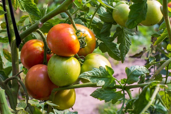 Kırmızı ve yeşil dallarda olgunlaşan domatesler.