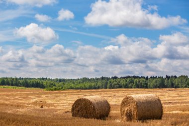 Hasat edilen tarlanın arka planında biçilmiş saman demetleri, orman ve bulutlu mavi gökyüzü..