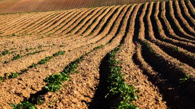 Sahada izler var. Toprak ve taze patates filizleri. kil