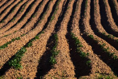 Sahada izler var. Toprak ve taze patates filizleri. kil